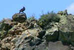 PICTURES/Capulin Volcano National Monument - New Mexico/t_Boca Trail - Vulture1.JPG